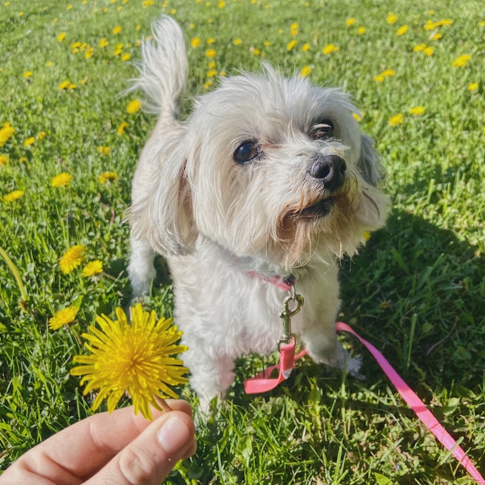 Meet your Posher, Piper